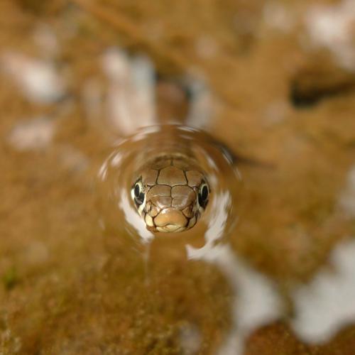 Couleuvre à collier - Natrix natrix   [B. STENOU]