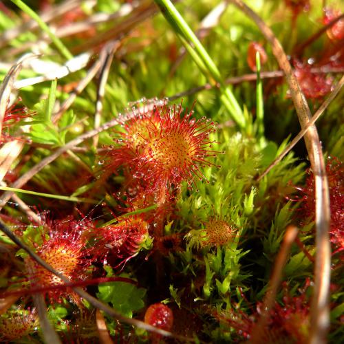 Droséra à feuilles rondes - Drosera rotundifolia [B. STENOU]