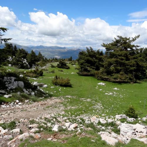 Pelouse d'altitude sur la montagne du Lachens [M. MARTIN]