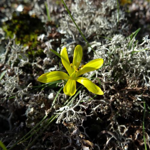 Gagée des rochers - Gagea bohemica [Y. MEINARD]