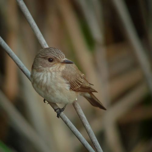 Gobemouche gris - Muscicapa striata [B. STENOU]