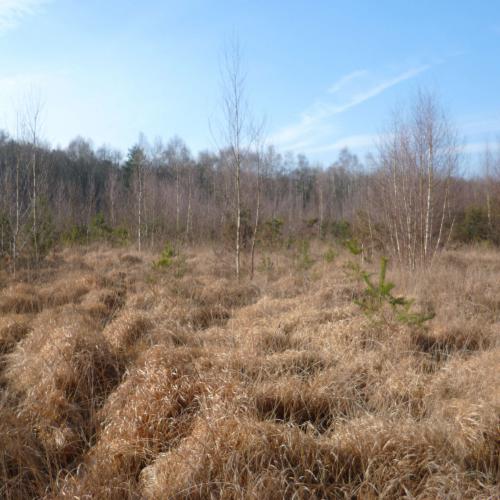 Zone humide de l'Huisne [M. MARTIN]