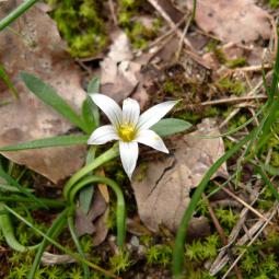 Crocus de Corse - Crocus corsicus [B. STENOU]